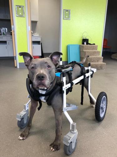 Workout Fundraiser for Special Needs Dog