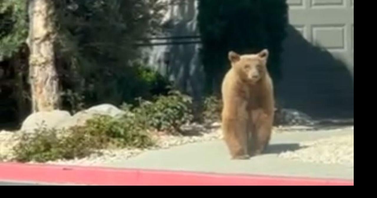 Bear Tranquilized in Reno: Residents Urged to Secure Trash