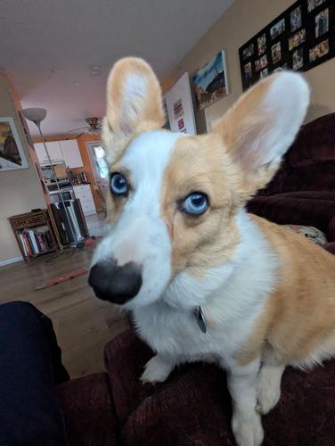 Mirabelle