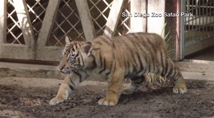 Endangered tiger cubs officially named at San Diego Zoo Safari