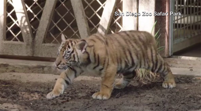 Endangered Tiger Cubs Debut at San Diego Zoo