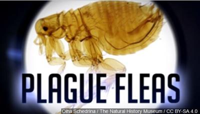 South Lake Tahoe Resident Tests Positive for Plague