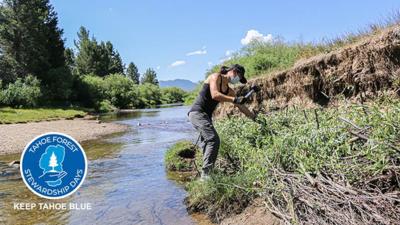Johnson Meadow restoration project