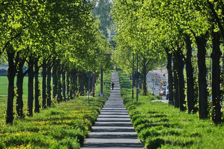 Climate Cooling Trees