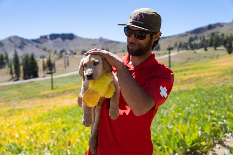 Palisades Tahoe New Avalanche Rescue Dog - Meet Binny