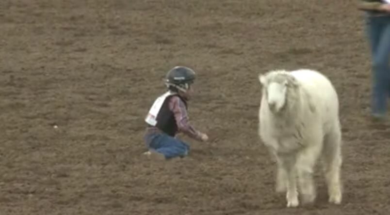 Mutton bustin'