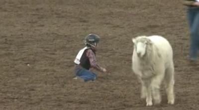 Mutton bustin'