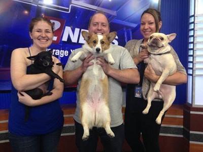 August 26 is National Dog Day