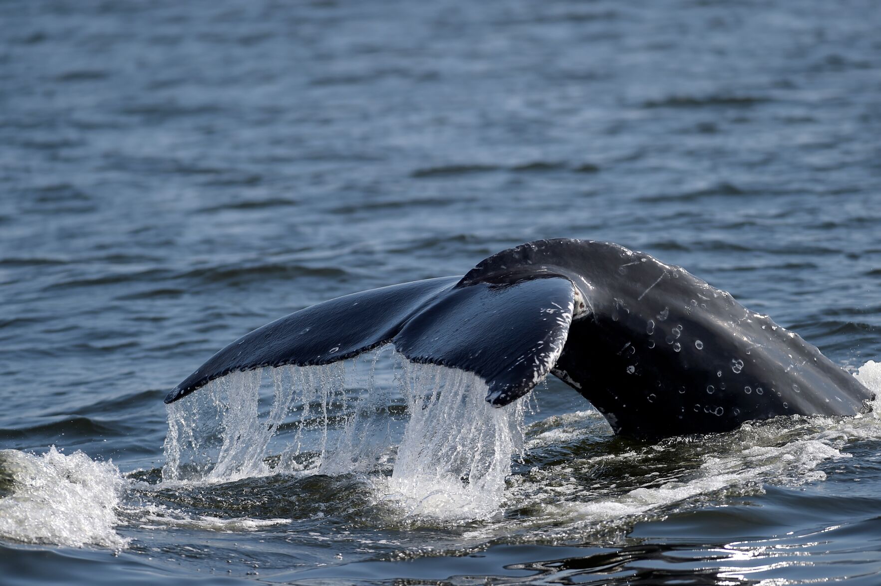 Brazil Humpback Whales