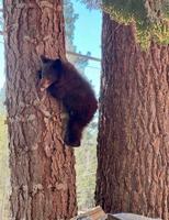 Lake Tahoe Wildlife Care receives first bear cub of winter season