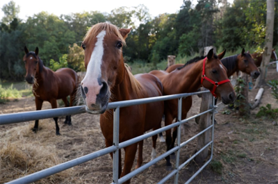 Police Probe 153 Cases of Horse Mutilations Around France