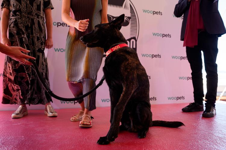 France Cannes 2026 Palm Dog