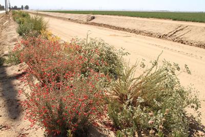 Poe Ranch hedgerow_Grimmway_CA_Cameron Newell XS_MW (002).jpg