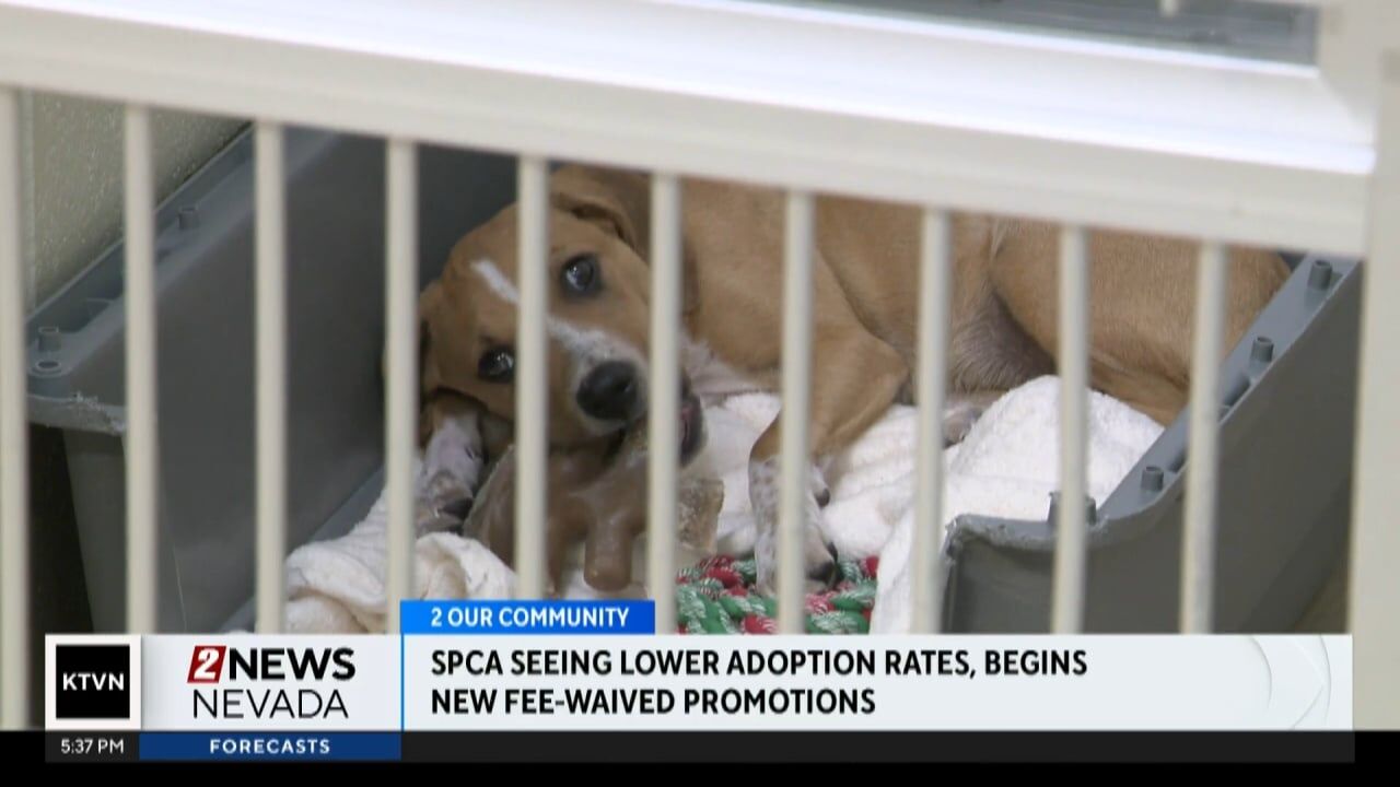 Pets for adoption from Nevada Society for the Prevention of Cruelty to  Animals (Nevada SPCA) | Petfinder, image size:1280x720