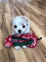 Small Injured Puppy Recovering at Nevada Humane Society