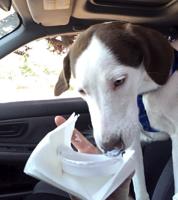 Another Week in the Life of a 2 News Hound