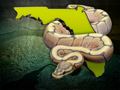 Florida python devours deer that weighs nearly 4 lbs. more