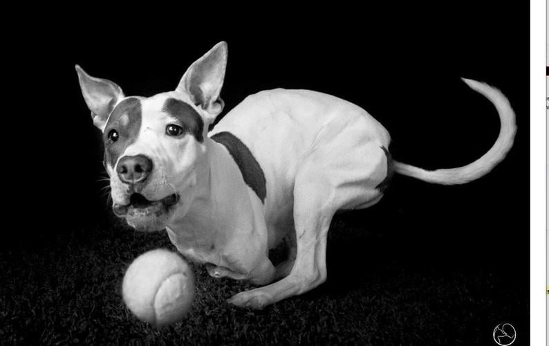 Disabled Dog in the Running for Calendar Cover