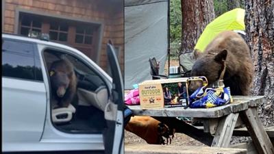 Conflict bear euthanized in Lake Tahoe