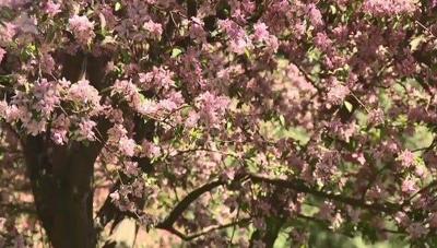 Spring Allergy Season is in Full Bloom