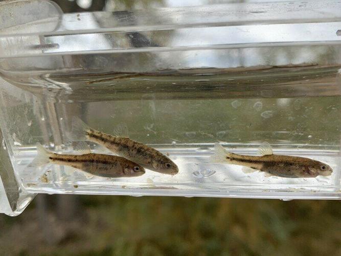 RSOasis-Valley-speckled-dace-BLM-scr.max-800x800.jpg