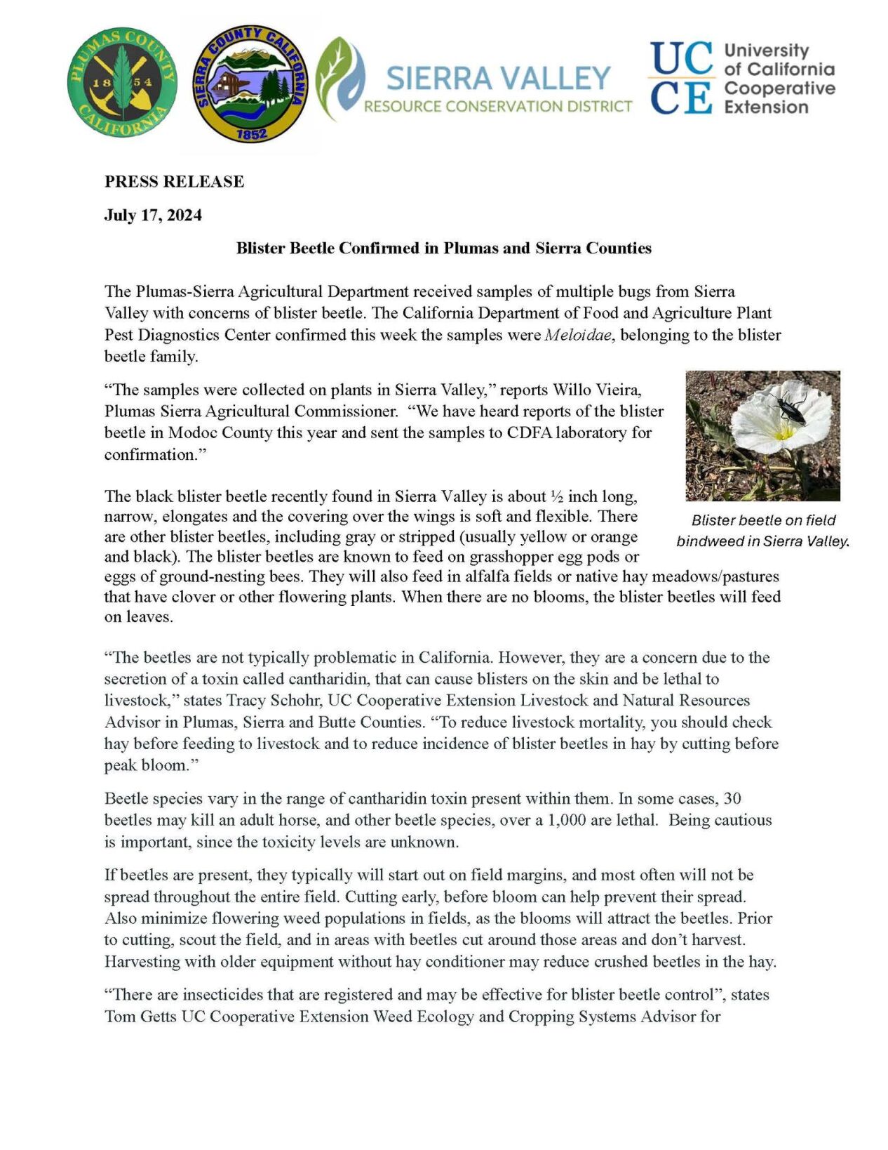 Blister Beetles Sierra Valley