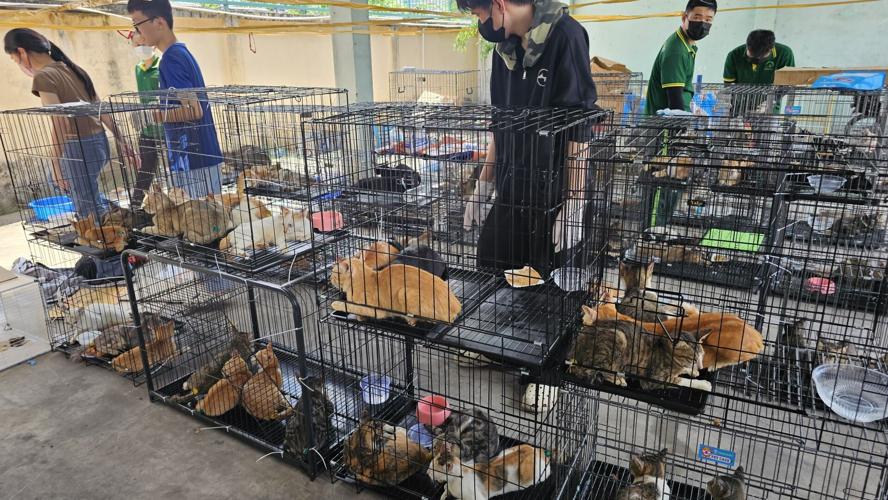 Vietnam Cat Rescue