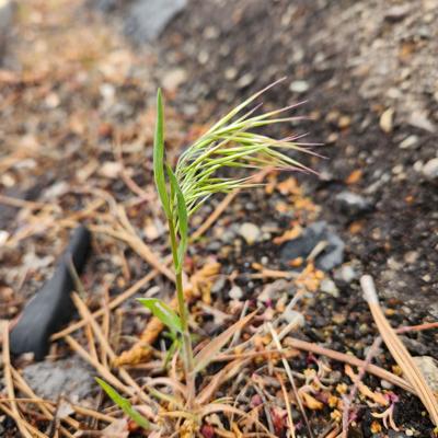 cheatgrass-may-2023 (002).jpg