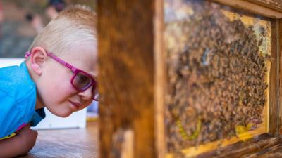 Sierra Nevada Lavender & Honey Festival - Kid with bees