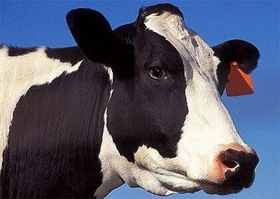 5 Cows Killed, 17 More Shot Near Elko