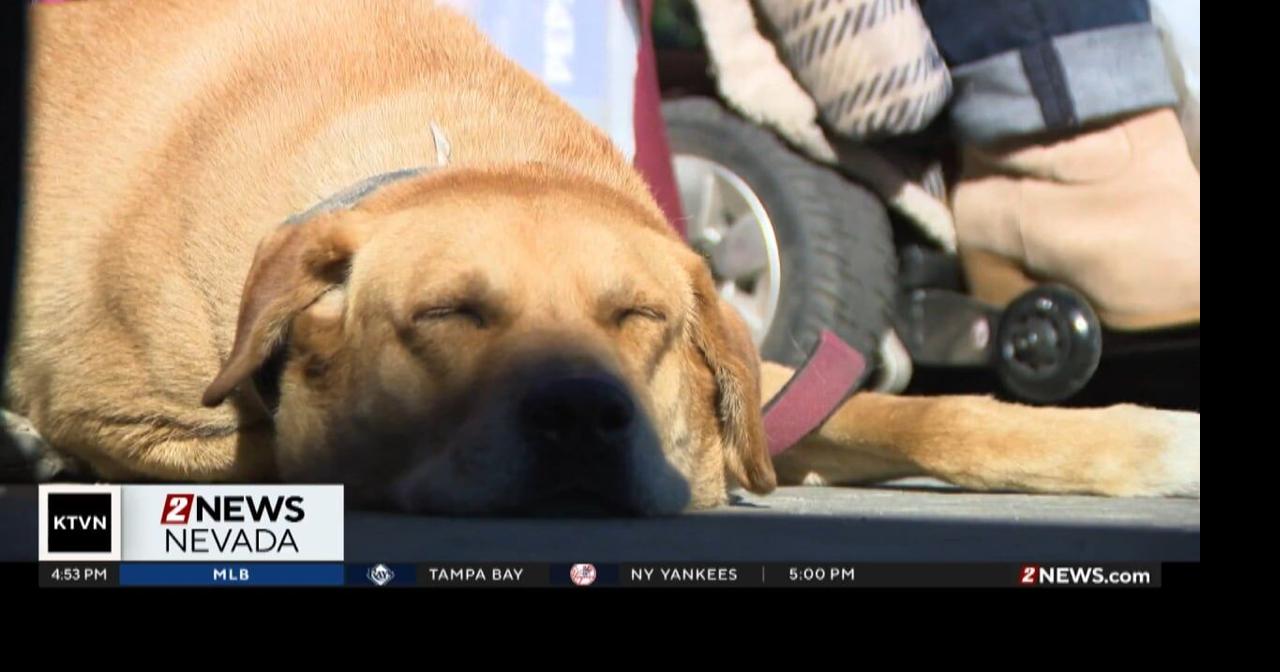 Some Nevadans forced to choose between pet ownership and housing
