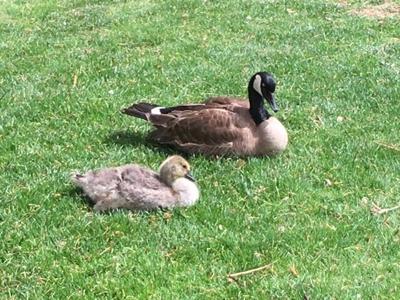 Wildlife to Expect this Spring