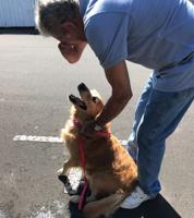 Homeward Bound: Reno Dog and Owner Finally Reunited in New Zealand