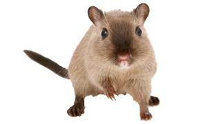 A Mouse Delays Flight from London to San Francisco