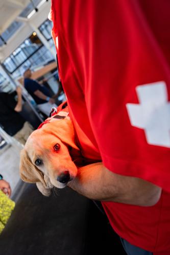 Palisades Tahoe New Avalanche Rescue Dog - Meet Binny