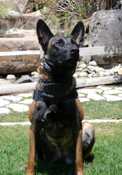 New K9 to Patrol Harrah's and Harveys Lake Tahoe