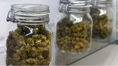 Marijuana in jars