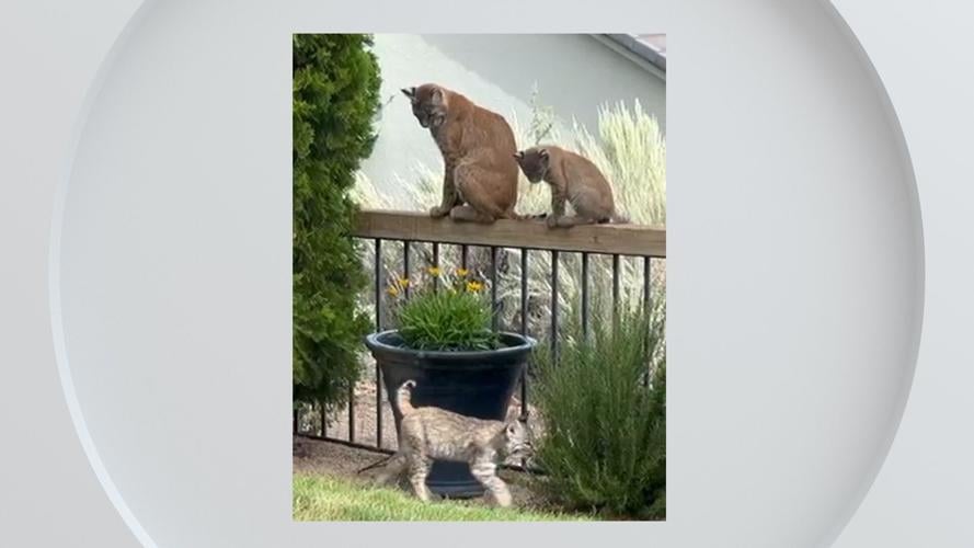 Backyard Bobcat Picture