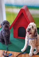 Take a Pic of Your Pup in Snoopy’s Doghouse and More at Carson City’s Brewery Arts Center
