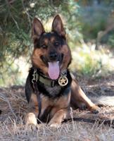 WCSO Mourns the Passing of Retired K9 Cezar