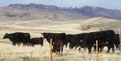 Humboldt County Sheriff's Deputies Seek Info on Missing Cattle