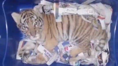Mexico: Someone Tried to Mail a Tiger Cub