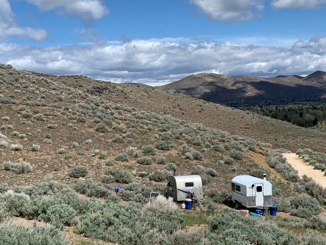 sheep grazing carson.jpg