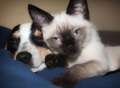 Reno-Tahoe International Airport Warns of Pet Adoption Scam