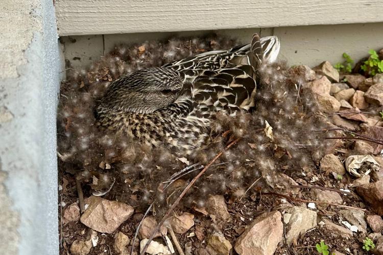 Be Well Wildlife Neighbors