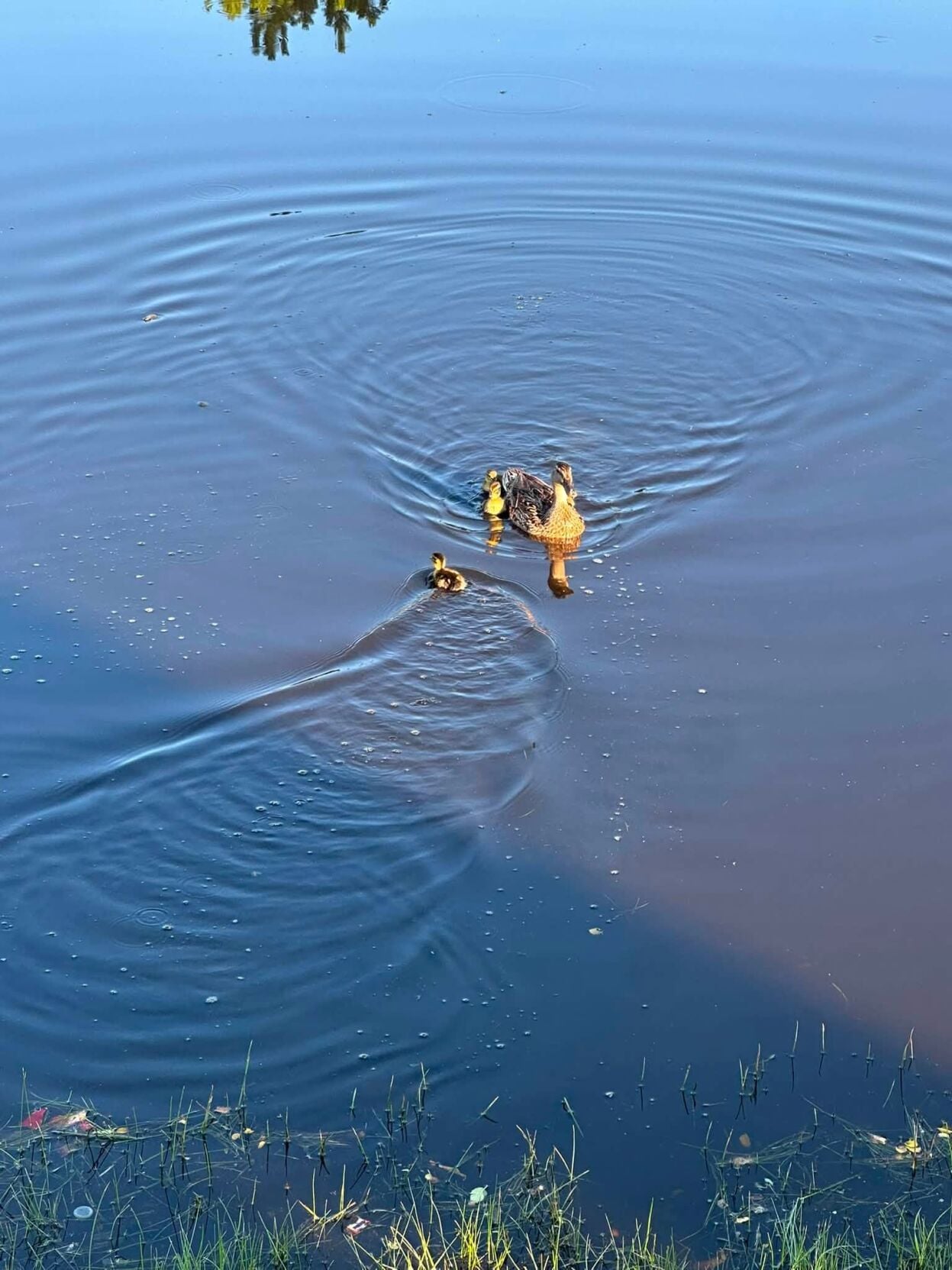 Ducklings 4.jpg