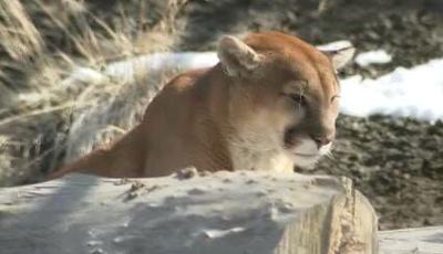 Animal Ark Events 2019