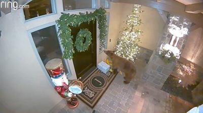Bear Caught on Camera Stealing Package From Porch in Reno