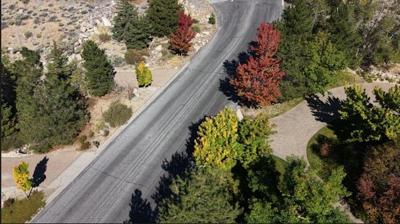 Trees near Mt. Rose Highway
