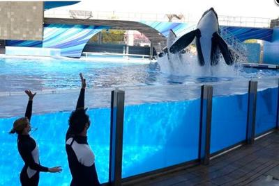 With orca changes, SeaWorld must live without iconic Shamu